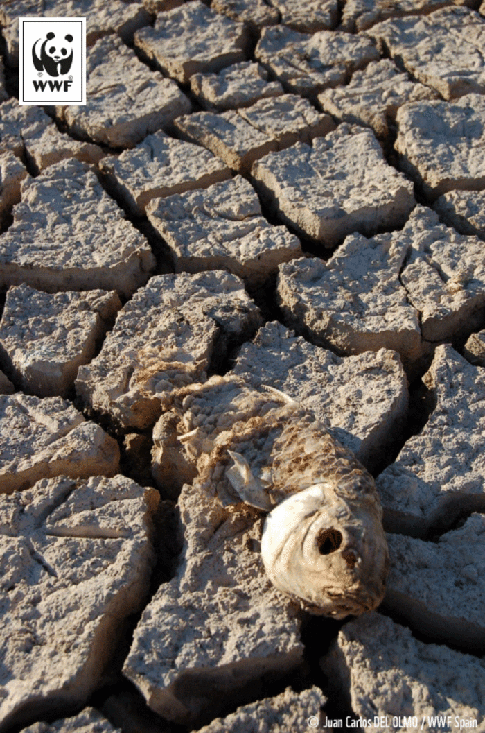 WWF: Τι διακυβεύεται στην 21η διάσκεψη του ΟΗΕ για το κλίμα στο Παρίσι; - εικόνα 2