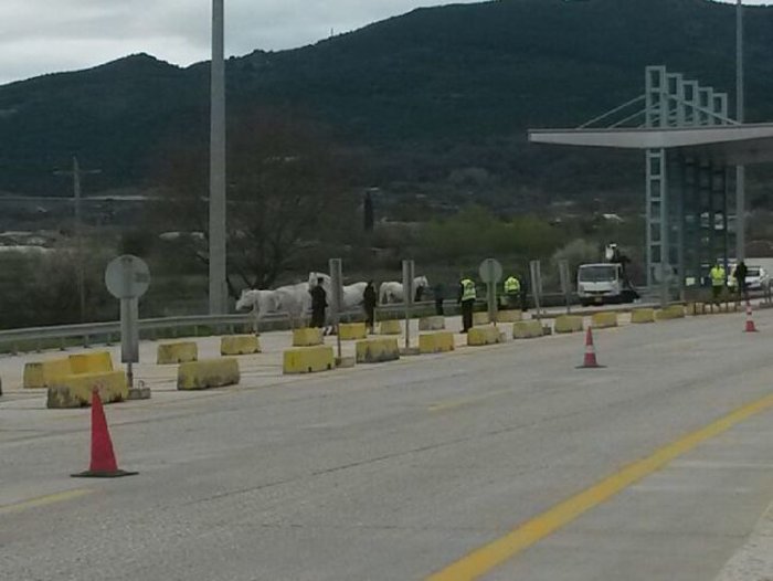 Σκοτώθηκαν πανέμορφα άλογα σε τροχαίο με νταλίκα στην Εγνατία - εικόνα 2