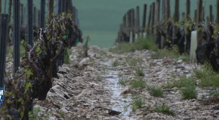 Τεράστιες καταστροφές στους γαλλικούς αμπελώνες από το χαλάζι - ΒΙΝΤΕΟ