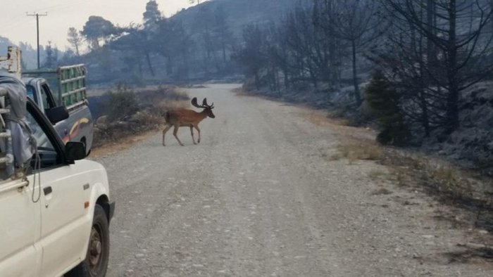 Αρσενικό ελάφι περιφέρεται με απόγνωση στα αποκαΐδια  - φωτό -