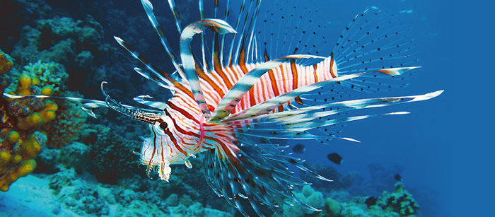 «Απειλή» για το Αιγαίο το λιονταρόψαρο που «εισβάλει» από το Σουέζ