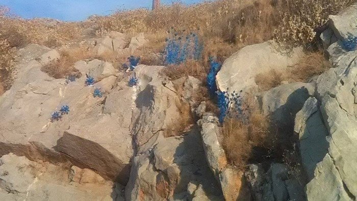 Η Ύδρα γέμισε μικρά μπλε λουλούδια στο δρόμο προς το Μανδράκι