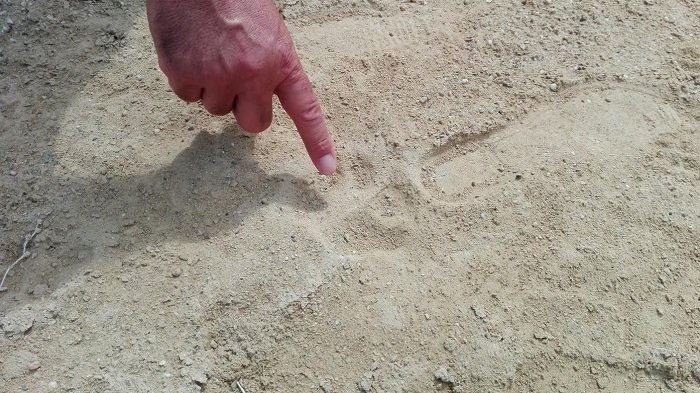 Αυτό είναι το αποτύπωμα του «θηρίου της Κρήτης» - εικόνα 4