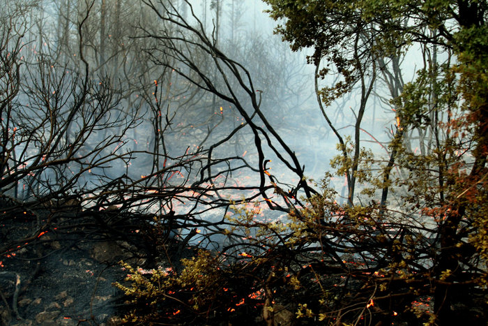 Οι φλόγες κατακαίνε μεγάλη δασική έκταση στη Σάμο - ΒΙΝΤΕΟ - εικόνα 9