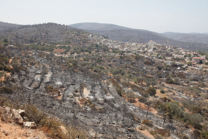 Θλιβερές εικόνες από τα καμμένα μαστιχόδεντρα στη Χίο - εικόνα 3