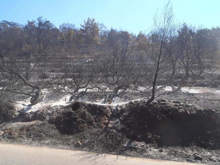 Θλιβερές εικόνες από τα καμμένα μαστιχόδεντρα στη Χίο - εικόνα 4
