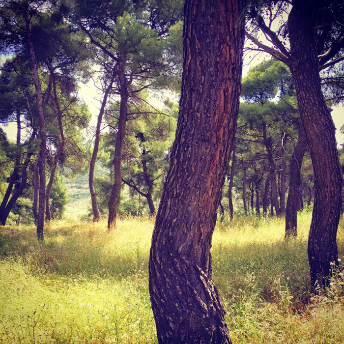 Λύκειο Επιδαύρου: Ένα φιλόδοξο και τολμηρό σχέδιο - εικόνα 2