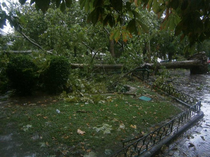Μπουρίνι ξερίζωσε υπεραιωνόβιο πλάτανο στα Τρίκαλα- Video - εικόνα 3