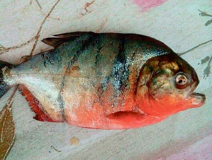 Ψάρεψαν κόκκινα πιράνχας του Αμαζονίου στη Δοϊράνη!