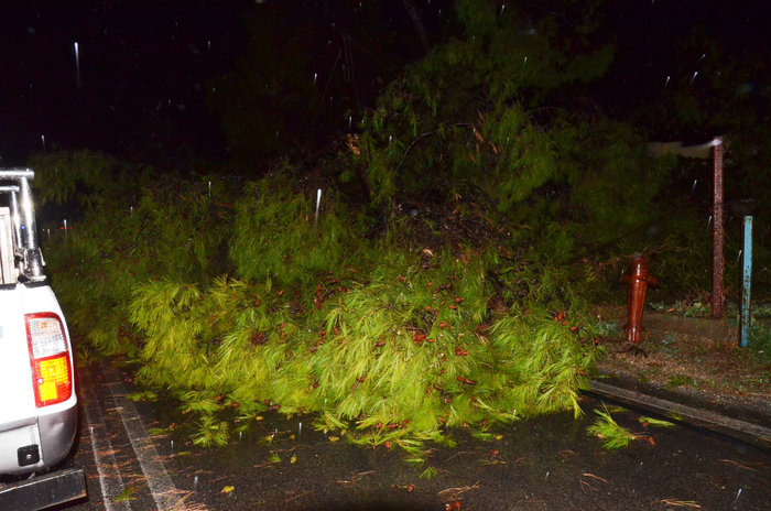Χάος στην Αγρολίδα με πτώσεις δέντρων και πλημμύρες - εικόνα 3