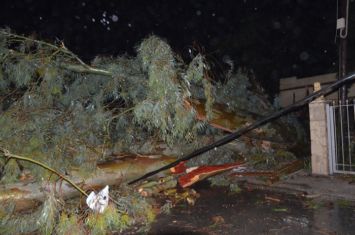 Χάος στην Αγρολίδα με πτώσεις δέντρων και πλημμύρες - εικόνα 4