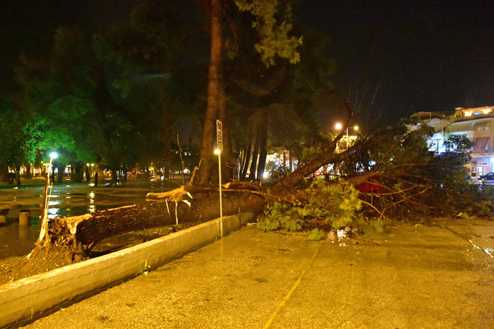 Χάος στην Αγρολίδα με πτώσεις δέντρων και πλημμύρες - εικόνα 5