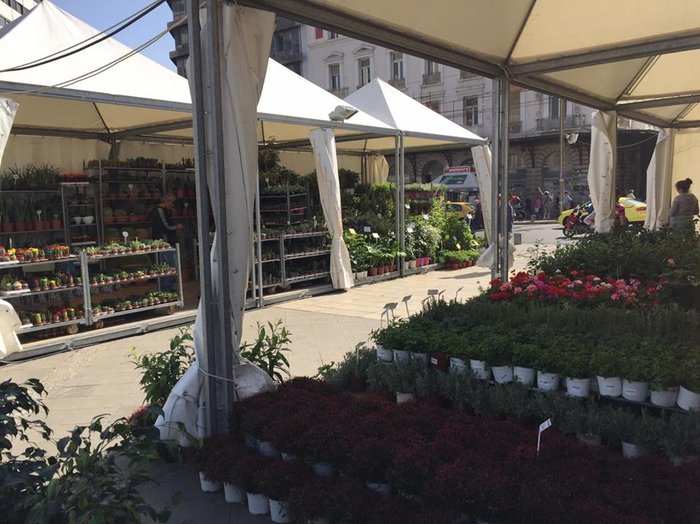 Ανθοκομική έκθεση σε μια ολάνθιστη Ομόνοια