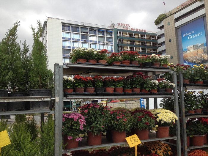 Ανθοκομική έκθεση σε μια ολάνθιστη Ομόνοια - εικόνα 2