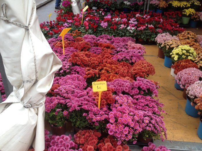 Ανθοκομική έκθεση σε μια ολάνθιστη Ομόνοια - εικόνα 3