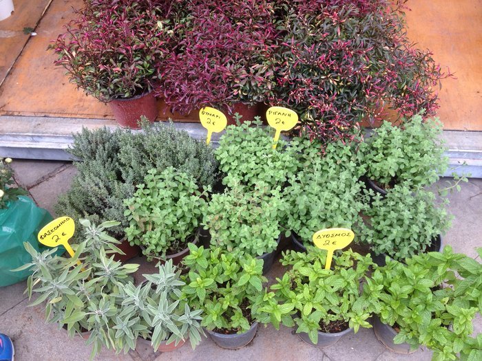 Ανθοκομική έκθεση σε μια ολάνθιστη Ομόνοια - εικόνα 4