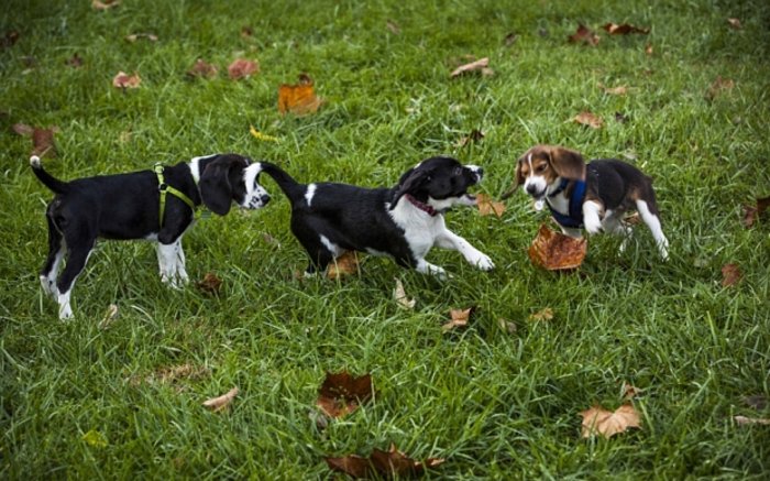 Δείτε τα πρώτα κουτάβια του σωλήνα! - εικόνα 4
