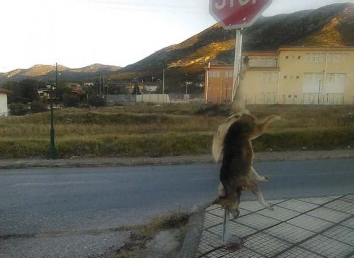Θηριωδία: Σκότωσαν και κρέμασαν σκύλο στη Χαλκιδική
