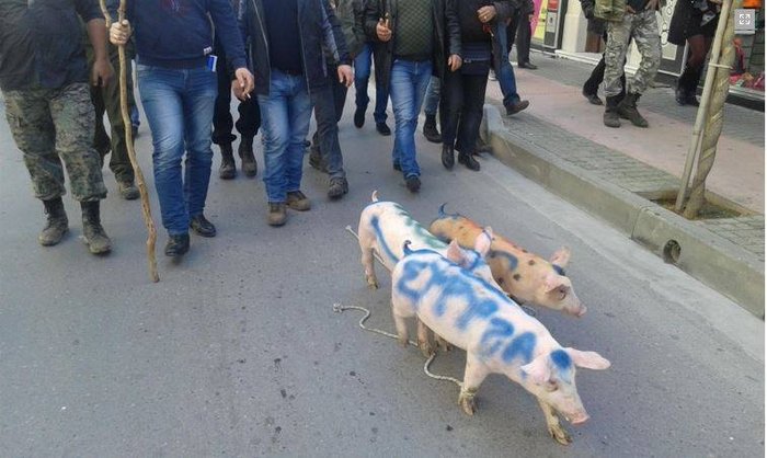 Αγρότες στο Ρέθυμνο έβαλαν γουρούνια να ζητήσουν...ψήφους  [φωτο - βίντεο] - εικόνα 2