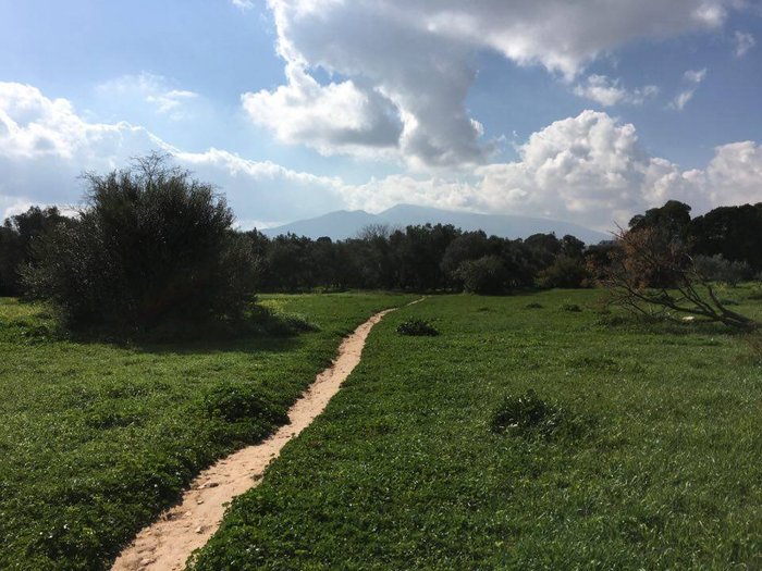 Αλσος Συγγρού: Μια όαση σε απόσταση αναπνοής από το κέντρο της Αθήνας - εικόνα 11