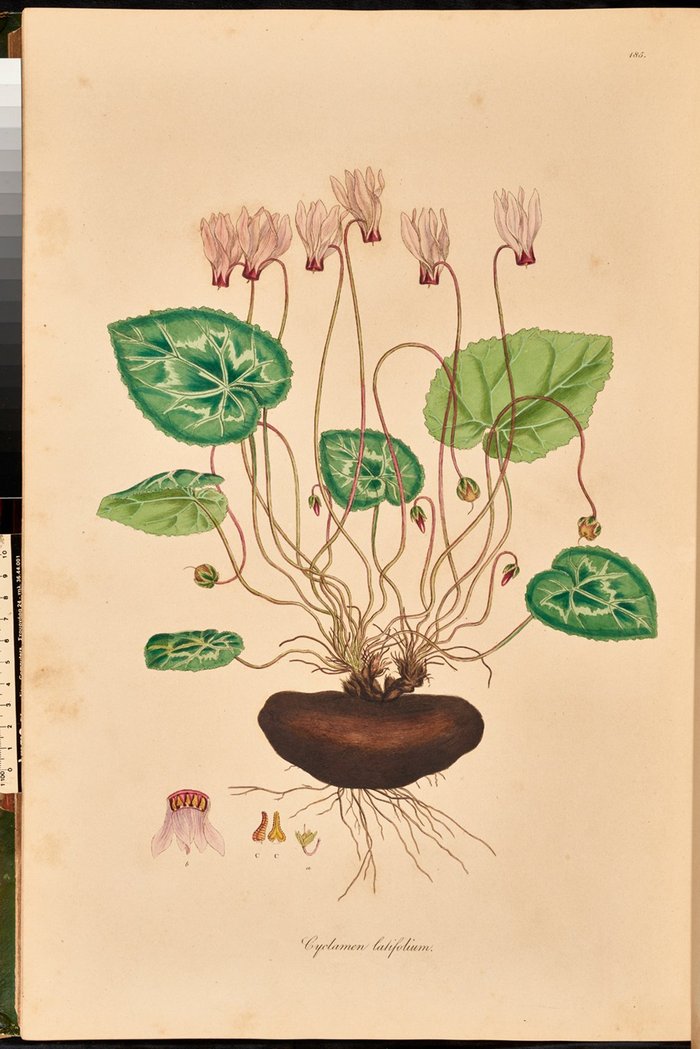 Το φυτό Cyclamen latifolium (persicum) ζωγραφισμένο από τον Ferdinand Bauer από τη Flora graeca του Sibthorp, τόμ. 2, πιν. 185.