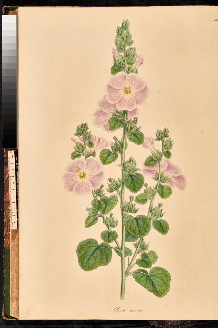 Alcea rosea Αλκέα, ή αλθαία, ή δεντρομολόχα, Flora Graeca, σ. 57, τ. 7.