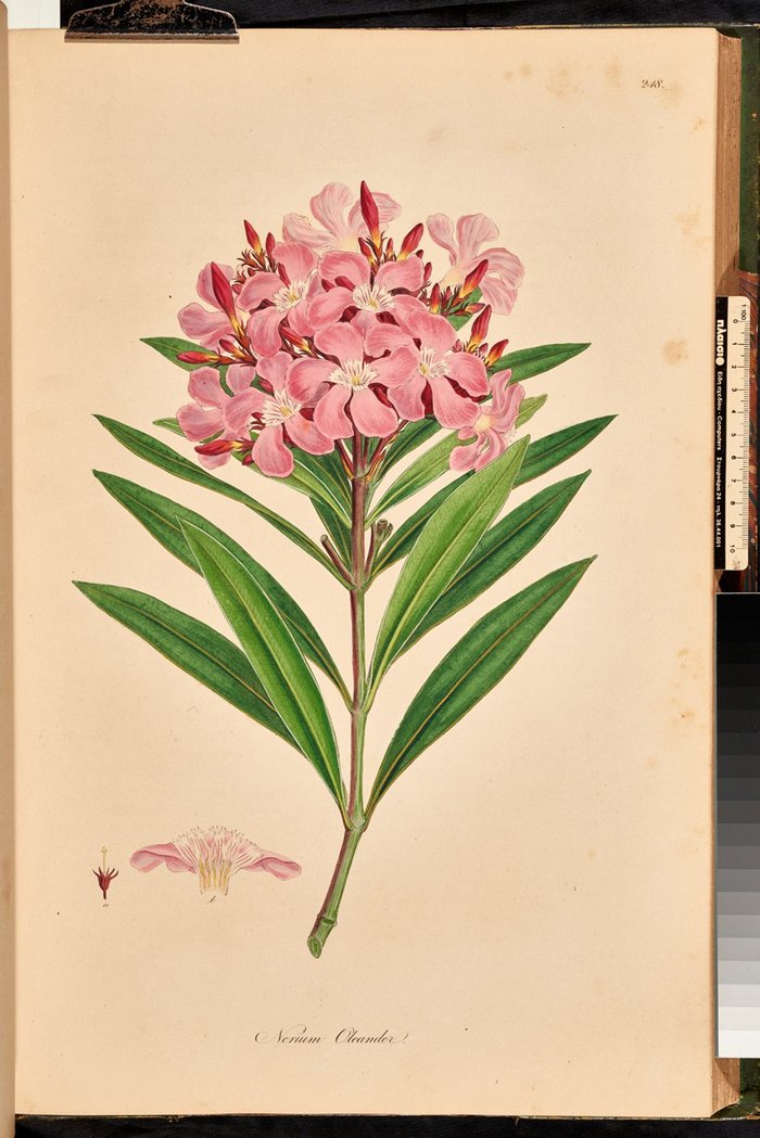 Nerium oleander (πικροδάφνη)