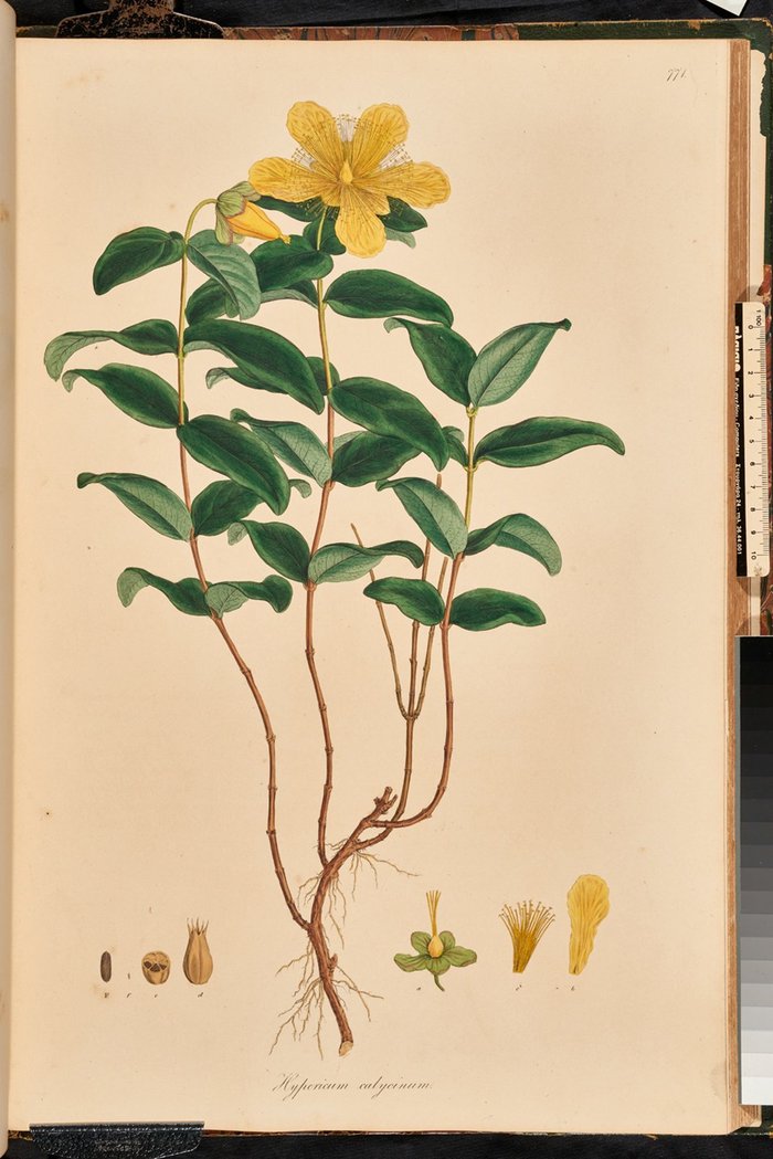 Το φυτό Hypericum calycinum ζωγραφισμένο από τον Ferdinand Bauer από τη Flora graeca του Sibthorp, τόμ. 8, πιν. 771.
