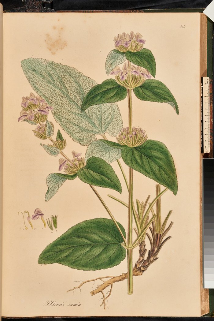 Phlomis samia ή Φλόμος, Flora Graeca, σ. 52, τ.6.