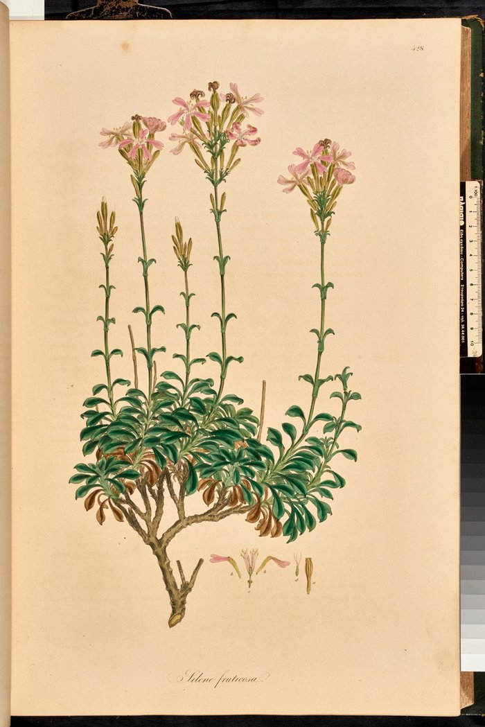 Silene fruticosa