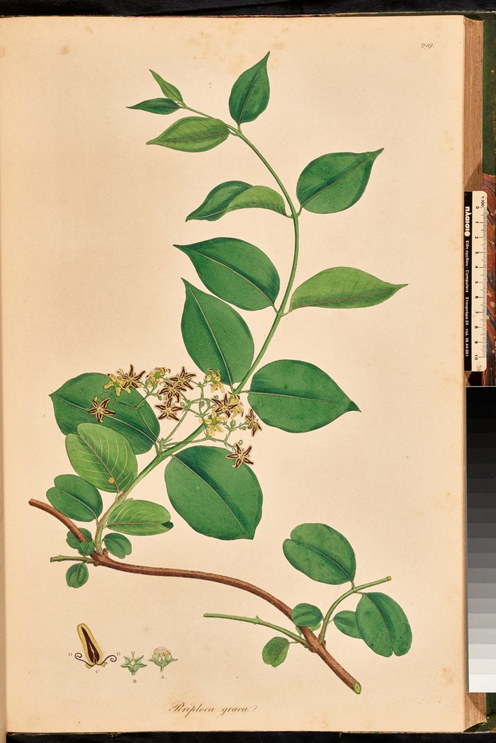 Periploca graeca