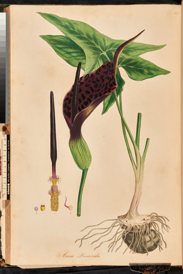 Arum dioscurides