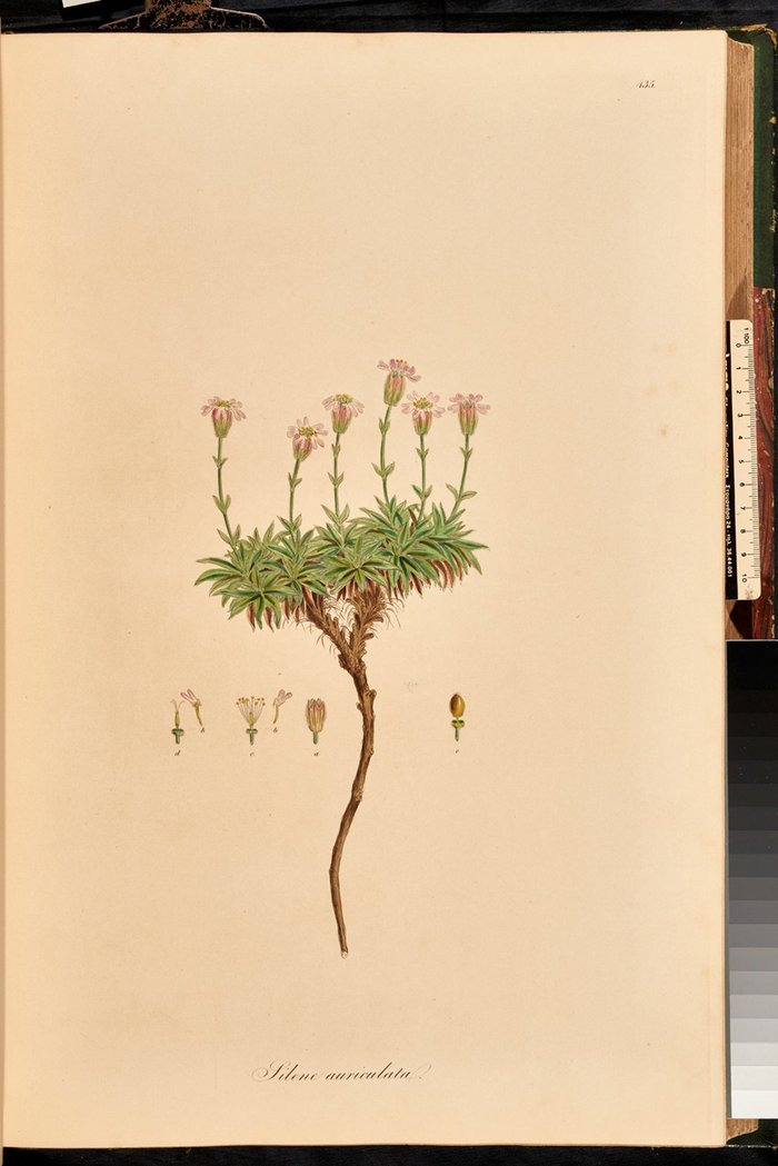 Silene auriculata