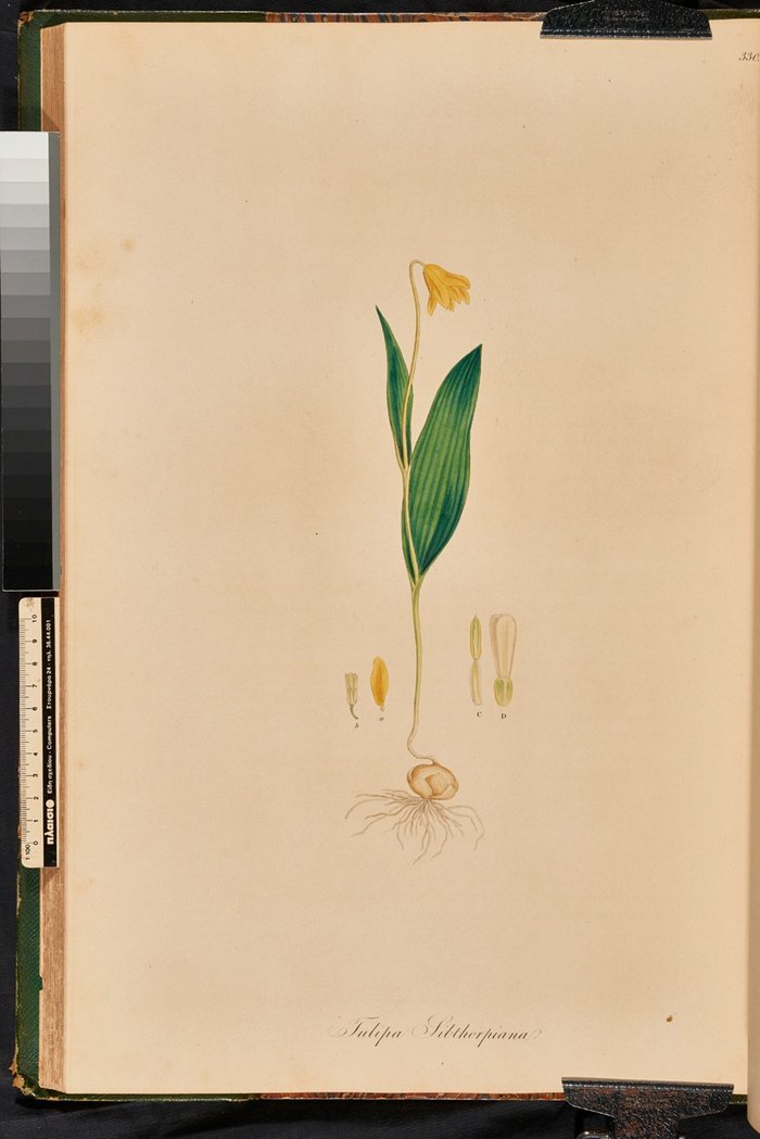 Tulipa (fritilaria) Sibthorpiana