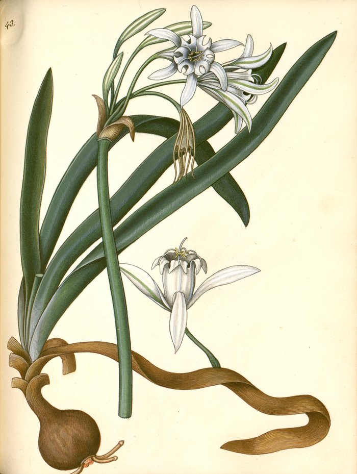 Pancratium maritimum (ή κρίνος της θάλασσας) από χειρόγραφο φυτολόγιο με ογδόντα σχέδια αυτοφυών φυτών της νήσου Κέρκυρας ζωγραφισμένα από τον Gasparo Scola κατά παραγγελία του κόμη του Guilford, Frederick North γύρω στα 1825.