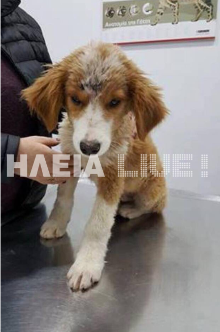Κτηνωδία στον Πύργο Ηλείας: Χτύπησαν κουτάβι και του ξερίζωσαν τα δόντια