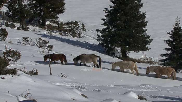 Η συγκλονιστική διάσωση 20 αλόγων στην ορεινή Ηπειρο