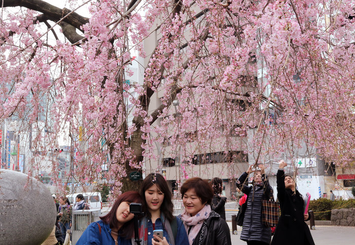 Οι κερασιές άνθισαν και επίσημα στο Τόκιο βάφοντας την πόλη ροζ [Εικόνες]