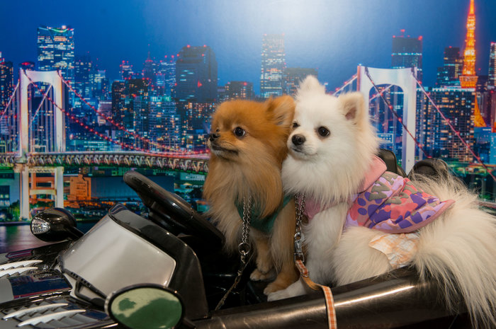 Σκυλίσια ζωή: Οταν οι τετράποδοι φίλοι μας... το ρίχνουν έξω