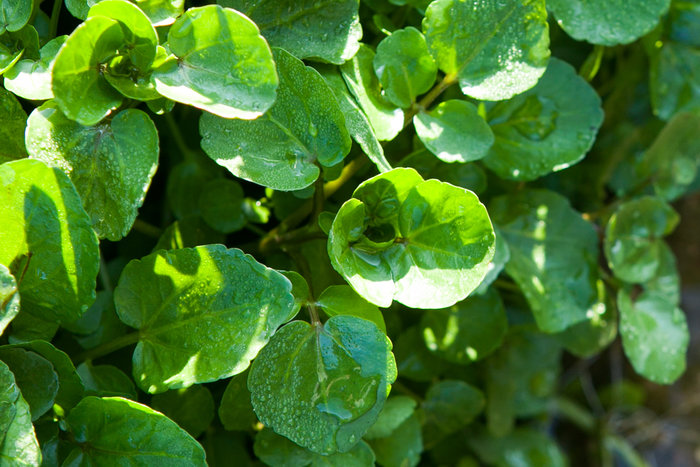 Ποιο είναι το λαχανικό στο κόσμο που «προλαμβάνει» τον καρκίνο - εικόνα 2