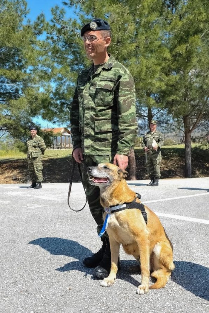 Βραβεύτηκε η σκυλίτσα του στρατού που έγινε η μάνα... του στρατοπέδου - εικόνα 3