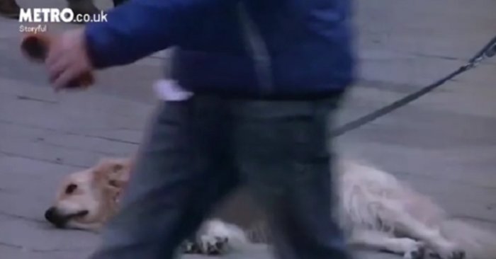 Υπέροχο γκόλντεν ριτρίβερ μένει εκστασιασμένο από τη μουσική