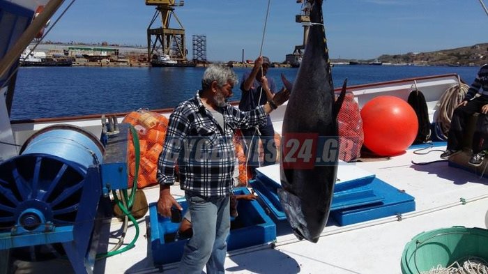 Ψαριά 470 κιλών στη Σέριφο με δύο τεράστιους τόνους