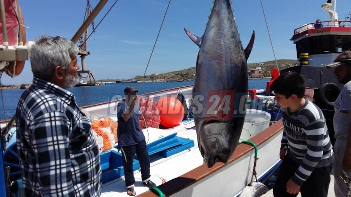 Ψαριά 470 κιλών στη Σέριφο με δύο τεράστιους τόνους - εικόνα 2