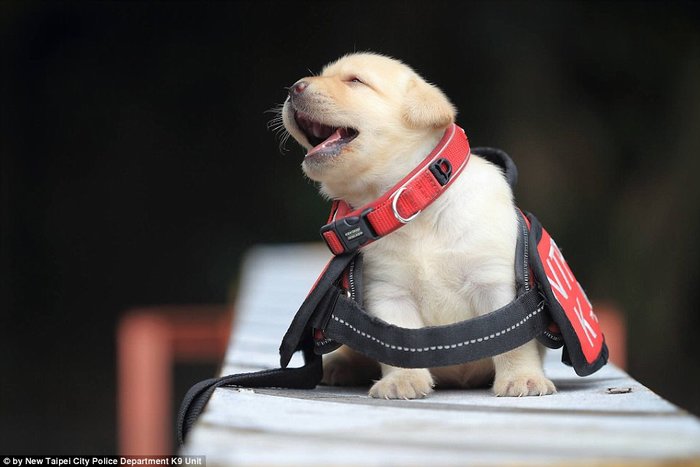 Αυτός ειναι ο πιο αξιαγάπητος αστυνομικός σκύλος του κόσμου - εικόνα 4