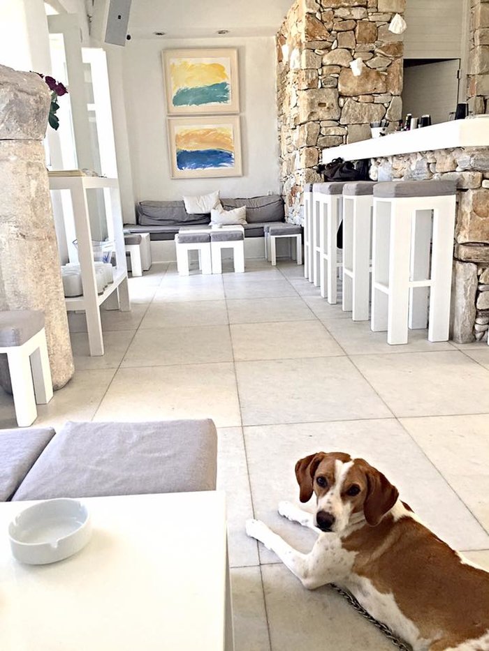 Το εκπληκτικό Art Cafe της Σοφίας Αλιμπέρτη στην Πάρο - Η νέα ζωή της - εικόνα 13