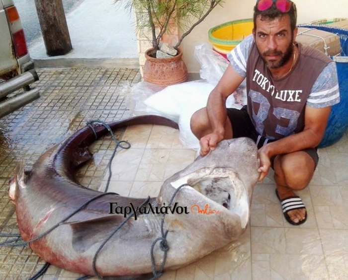 Ψαράδες στην Μαραθόπολη έπιασαν καρχαρία 180 κιλών