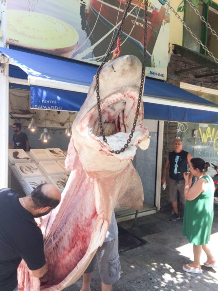 Απίστευτο: Έπιασαν καρχαρία 300 κιλών στην Κεφαλονιά - εικόνα 4