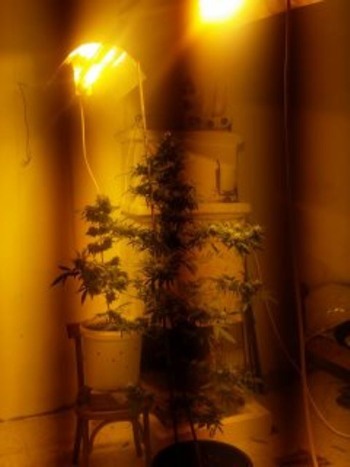 Με τα δενδρύλλια κάνναβης από τη Ζηρού στο Τμήμα Ασφαλείας Πρέβεζας