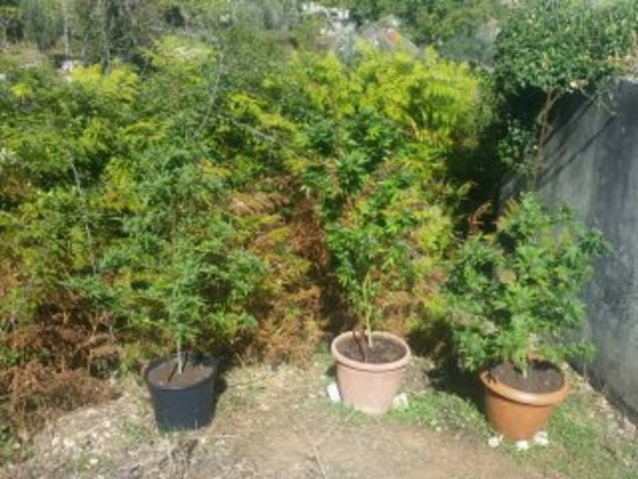 Με τα δενδρύλλια κάνναβης από τη Ζηρού στο Τμήμα Ασφαλείας Πρέβεζας - εικόνα 2
